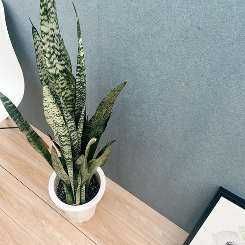 現品］1番 サンスベリア スタッキー 8号 観葉植物 室内 レア おしゃれ