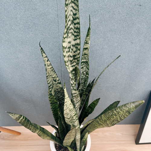 斑入り　サンセベリア　スタッキー　サンスベリア サンスベリア スタッキー斑入り 【公式通販】