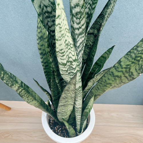 現品］1番 サンスベリア スタッキー 8号 観葉植物 室内 レア おしゃれ