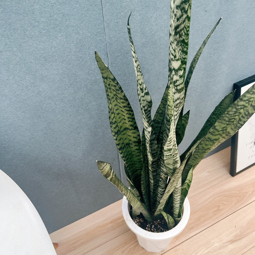 現品］1番 サンスベリア スタッキー 8号 観葉植物 室内 レア おしゃれ