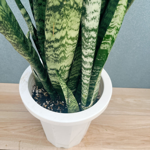 斑入り　サンセベリア　スタッキー　サンスベリア 現品］1番 サンスベリア スタッキー 8号 観葉植物 室内 レア おしゃれ