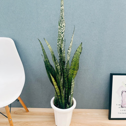 現品］3番 フィカス アルテシマ 曲がり 7号 観葉植物 室内 ゴムの木