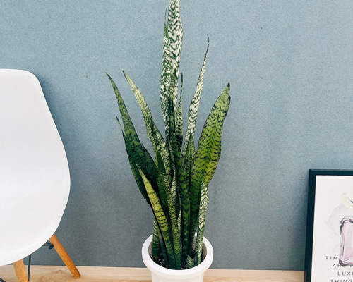 サンスベリア　サンセベリア　希少品種　 スタッキー　本物 現品］1番 サンスベリア スタッキー 8号 観葉植物 室内 レア おしゃれ