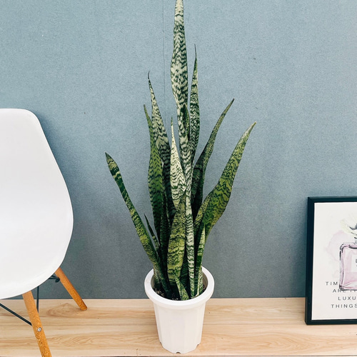 サンスベリア スタッキー Snake Plant (Sansevieria Stucky) サンスベリア スタッキー I