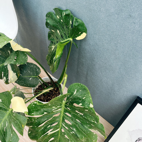 現品］【希少】1番 モンステラ 斑入り 7号 レア 観葉植物 室内 鉢