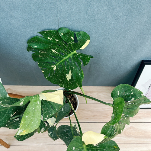 現品］【希少】1番 モンステラ 斑入り 7号 レア 観葉植物 室内 鉢