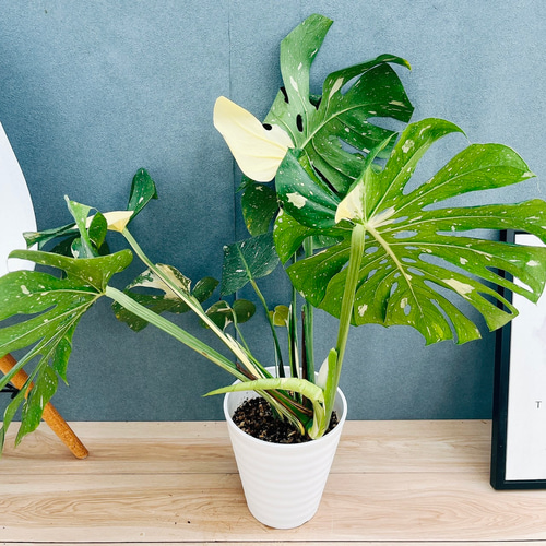 現品］【希少】1番 モンステラ 斑入り 7号 レア 観葉植物 室内 鉢
