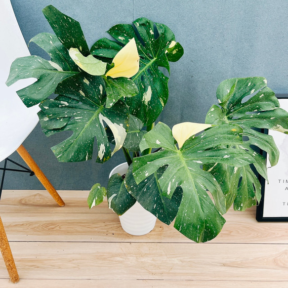 現品］【希少】1番 モンステラ 斑入り 7号 レア 観葉植物 室内 鉢