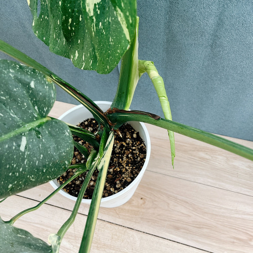 現品］【希少】1番 モンステラ 斑入り 7号 レア 観葉植物 室内 鉢