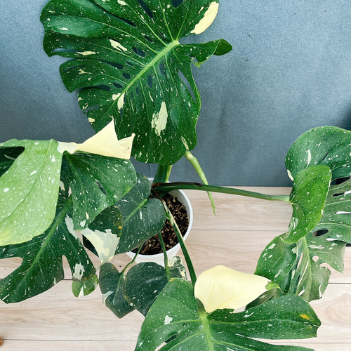 現品］【希少】1番 モンステラ 斑入り 7号 レア 観葉植物 室内 鉢