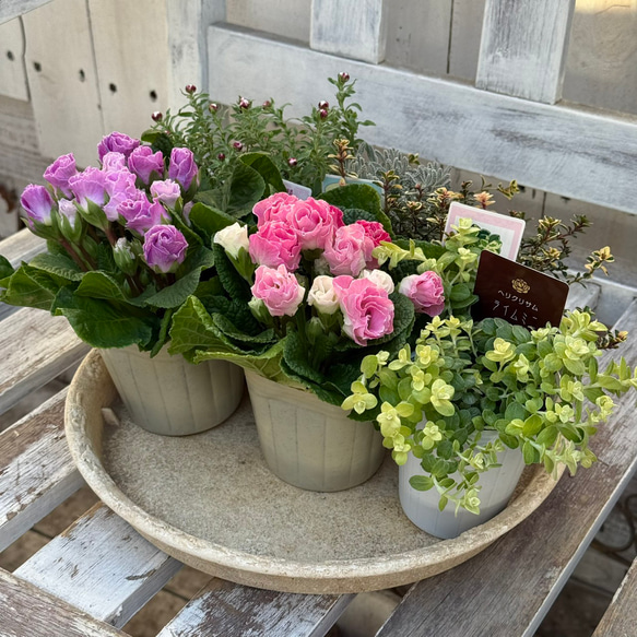 バラ咲きジュリアン」のフルーツタルト風華やか寄せ植え※寄せ植え