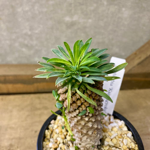 多肉植物 ユーフォルビア 怪魔玉（かいまぎょく） 多肉植物 plant life