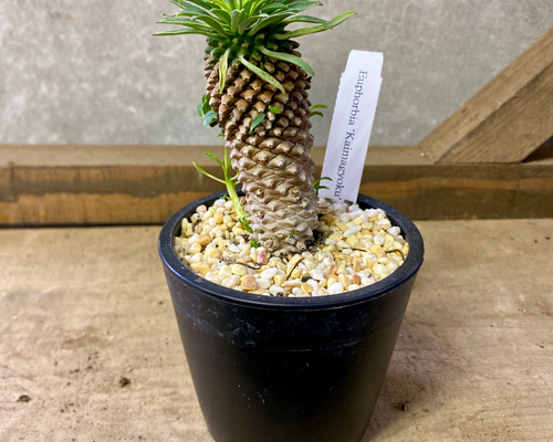 多肉植物 ユーフォルビア 怪魔玉（かいまぎょく） 多肉植物 plant life