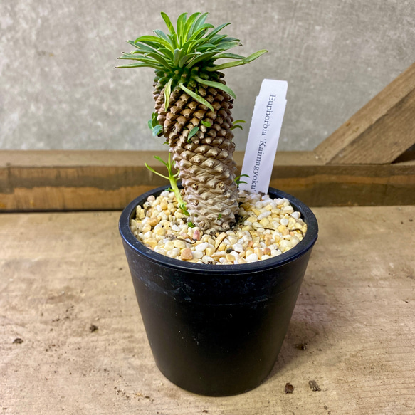 多肉植物 ユーフォルビア 怪魔玉（かいまぎょく） 多肉植物 plant life