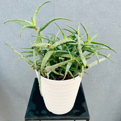 現品］ドラセナ 紅光 コルディリネ 8号 観葉植物 室内 大型 おしゃれ