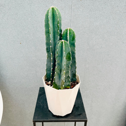 ［現品］【超レア】50番　モンステラ　デリシオーサ　ミント　バリエゲイティッド 現品］【超レア】50番 モンステラ デリシオーサ ミント バリエゲイティッド