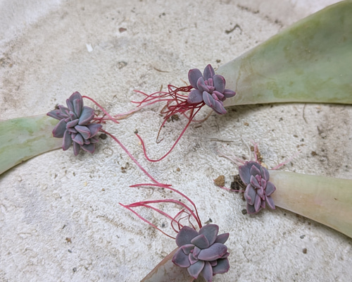 多肉植物 初恋 葉挿し苗 4つ 抜き苗 多肉植物 ミクロ 通販 20282434