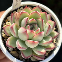 レア原種！【現品】 ☆ザラゴーサSPノバ 多肉植物 自家繁殖 国産 多肉