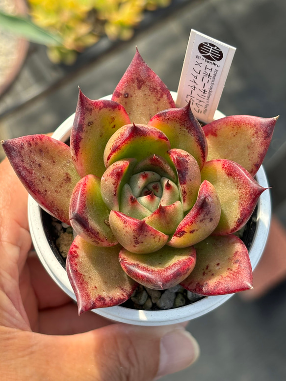 実生苗　多肉植物　エケベリア　ひらひらセット　⑲ オリジナル交配！【現品】 ☆ エボニーサリトレラ×ファイヤーピラー