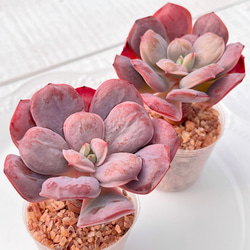 新発売 セダム オーロラベリー 【レッドベリー錦】 札付き 多肉植物