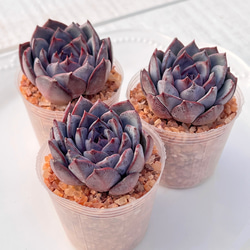 新発売 セダム オーロラベリー 【レッドベリー錦】 札付き 多肉植物