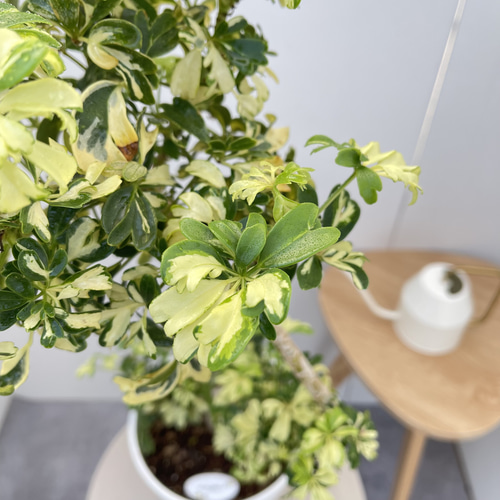 シェフレラ ジェニーネ 1【現品】☆希少☆ 観葉植物 室内 斑入り