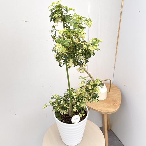 シェフレラ ジェニーネ 1【現品】☆希少☆ 観葉植物 室内 斑入り