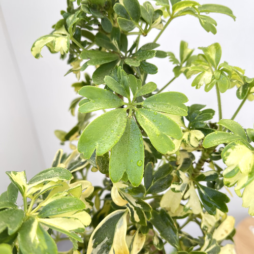 シェフレラ ジェニーネ 1【現品】☆希少☆ 観葉植物 室内 斑入り