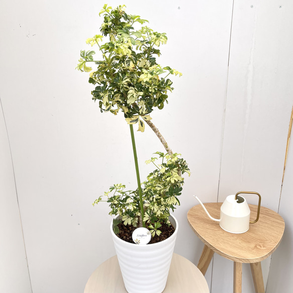 シェフレラ ジェニーネ 1【現品】☆希少☆ 観葉植物 室内 斑入り