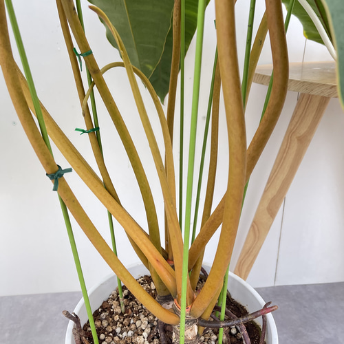 フィロデンドロン ビレッティア【現品】☆希少☆ 観葉植物 大型 10号