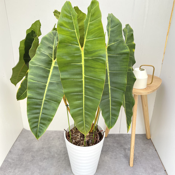 フィロデンドロン ビレッティア【現品】☆希少☆ 観葉植物 大型 10号