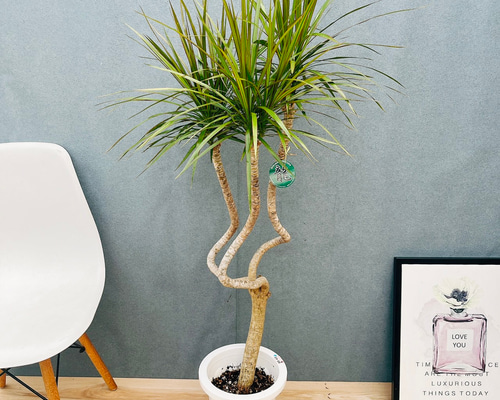 観葉植物 ドラセナ コンシンナ コンシンネ 曲がり ９号鉢 観葉植物 ドラセナ コンシンナ コンシンネ 曲がり 9号鉢