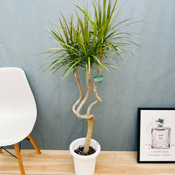 ［現品］A ドラセナ　コンシンネ　龍　曲がり　8号　観葉植物　大型　室内 2fc60f3dcb650013f3f99cd69599c7