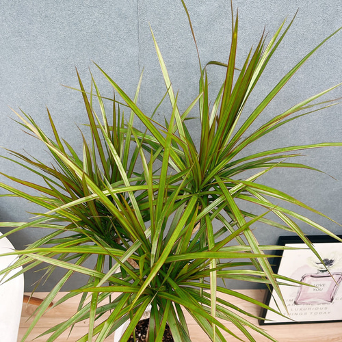 現品］5番 ドラセナ コンシンネ 龍 曲がり 8号 観葉植物 大型 室内