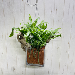 風にゆれるグリーン ミクロソリウム・カンガルーファン 吊り鉢〈5号