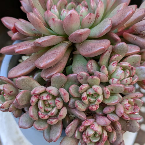 多肉植物　ピンクルルビー　抜き苗 多肉植物 グラプトベリア ピンクルルビー 抜き苗 - メルカリ