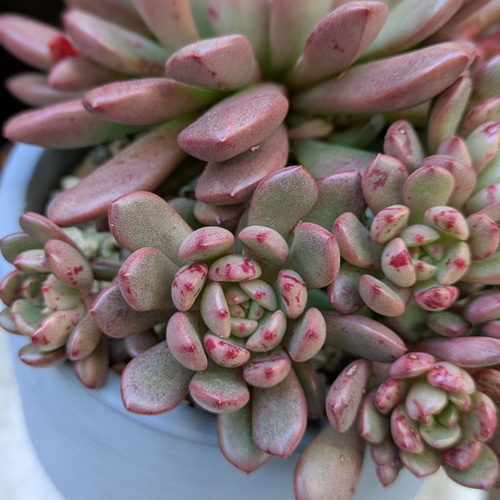 多肉植物 ピンクルルビー カット苗 1つ 多肉植物 ミクロ 通販 20285387