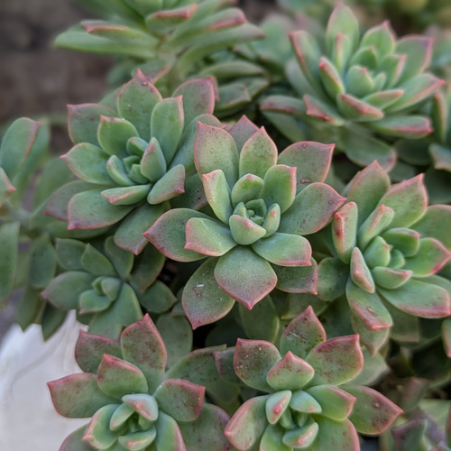 marukoです　　　多肉植物 カット苗 多肉植物 マッコス カット苗 1つ 多肉植物 ミクロ 通販 20285401