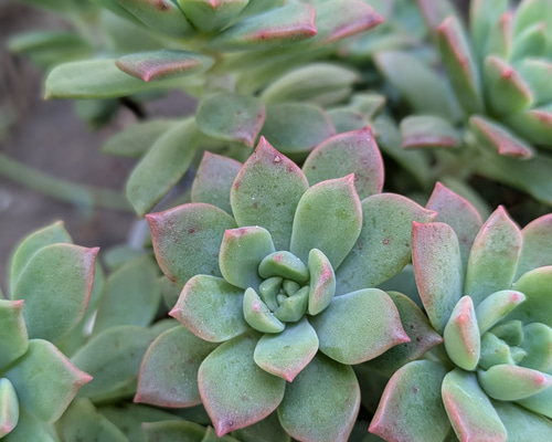 多肉植物 マッコス カット苗 1つ 多肉植物 ミクロ 通販 20285401