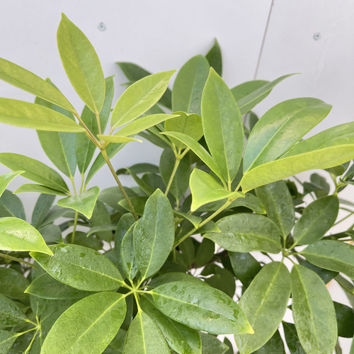 シェフレラ チェンマイ【現品】☆希少☆ 観葉植物 室内 大型 その他