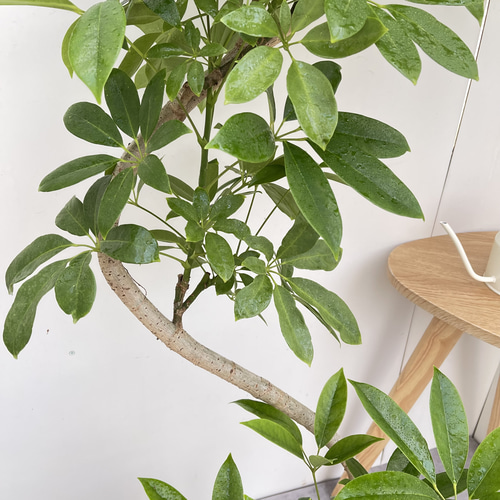 シェフレラ チェンマイ【現品】☆希少☆ 観葉植物 室内 大型 その他