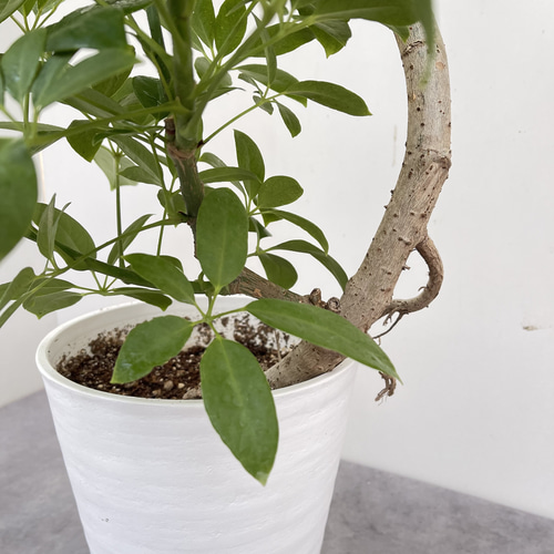 シェフレラ チェンマイ【現品】☆希少☆ 観葉植物 室内 大型 その他