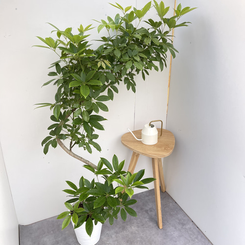 シェフレラ チェンマイ【現品】☆希少☆ 観葉植物 室内 大型 その他