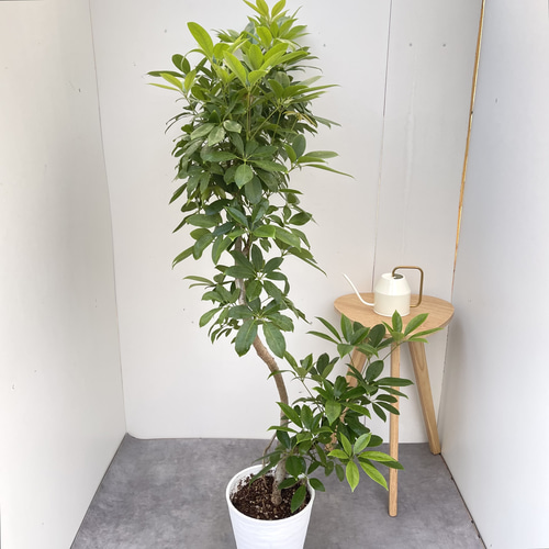 シェフレラ チェンマイ【現品】☆希少☆ 観葉植物 室内 大型 その他