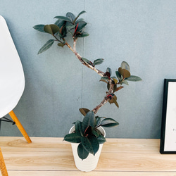 現品］84番 アロエ ディコトマ 8号 観葉植物 室内 屋外 おしゃれ