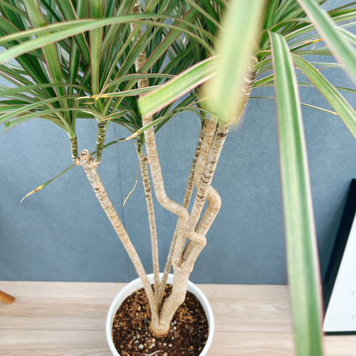現品］1番 ドラセナ コンシンネ トリカラー 8号 観葉植物 室内 大型