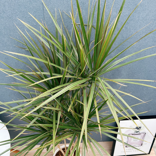 現品］1番 ドラセナ コンシンネ トリカラー 8号 観葉植物 室内 大型