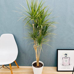 現品］ドラセナ コンシンネ 龍 7号 観葉植物 大型 室内 プラ鉢