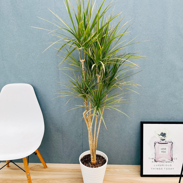 現品］1番 ドラセナ コンシンネ トリカラー 8号 観葉植物 室内 大型