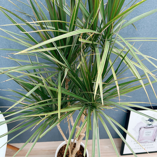 現品］1番 ドラセナ コンシンネ トリカラー 8号 観葉植物 室内 大型
